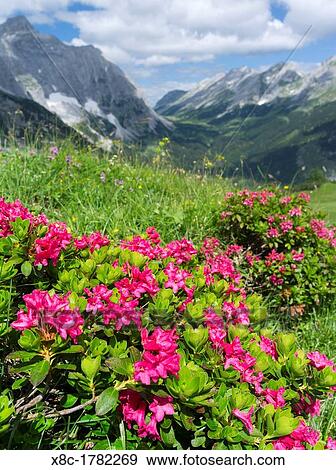 Hairy Alpenrose Rhododendron hirsutum in the Karwendel mountains europe, Central Europe, Austria, July View Large Photo Image Stock Photo - Hairy Alpenrose Rhododendron hirsutum in the Karwendel mountains europe, Central Europe, Austria, July. Fotosearch
