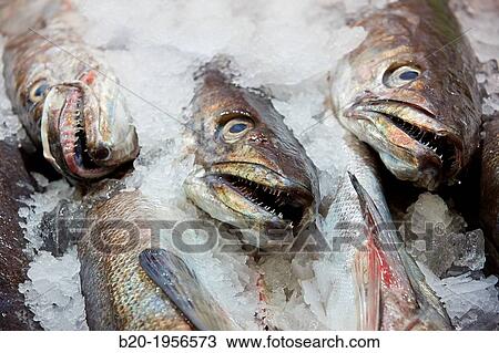 Hake, Fish. South Market, Gij? n, Asturias, Spain. View Large Photo Image Stock Image - Hake, Fish. South Market, Gij? n, Asturias, Spain.. Fotosearch