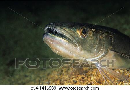 Hake (Merluccius merluccius), Eastern Atlantic, Galicia, Spain View Large Photo Image Stock Photo - Hake (Merluccius merluccius), Eastern Atlantic, Galicia, Spain. Fotosearch