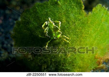Halemeida Crab, TK3, Lembeh Strait, North Sulawesi. View Large Photo Image Stock Image - Halemeida Crab, TK3, Lembeh Strait, North Sulawesi.. Fotosearch