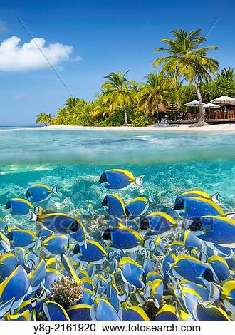 Half underwater view with school of fishe, Maldives, Ari Atol, Indian Ocean. View Large Photo Image Stock Image - Half underwater view with school of fishe, Maldives, Ari Atol, Indian Ocean.. Fotosearch