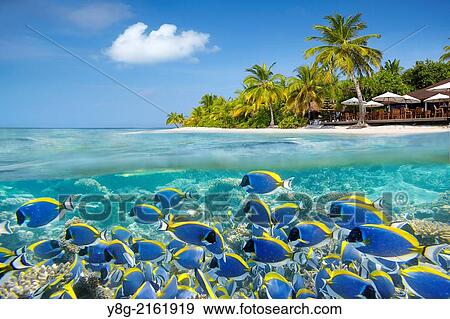 Stock Photo - Half underwater view with school of fishes, Maldives, Ari Atol, Indian Ocean.. Fotosearch