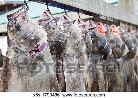 Stock Photograph - Halibut caught in the harbour of Valdez, Alaska, U S A. Fotosearch