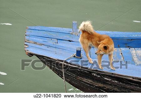 Halong Bay (Vietnam): dog on a boat View Large Photo Image Stock Image - Halong Bay (Vietnam): dog on a boat. Fotosearch
