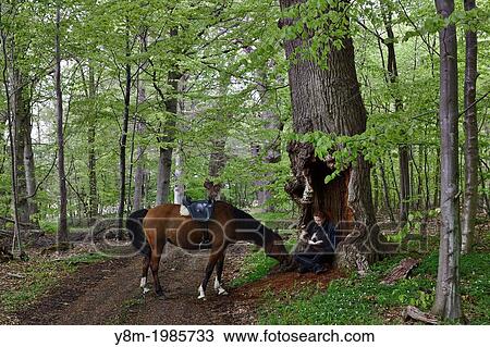 Hamborg Skov Guldborgsund Kommune, Sjulland Denmark, oak wood near Toreby Nykobing Falster in spring. Some oaks are 700 years old. View Large Photo Image Stock Image - Hamborg Skov Guldborgsund Kommune, Sjulland Denmark, oak wood near Toreby Nykobing Falster in spring. Some oaks are 700 years old.. Fotosearch