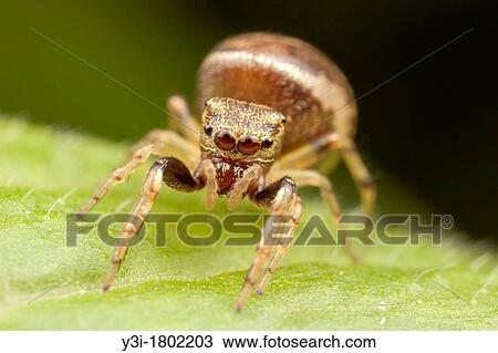 Stock Image - Hammerjawed Jumper Zygoballus rufipes - Female, Ward Pound Ridge Reservation, Cross River, Westchester County, New York, USA. Fotosearch