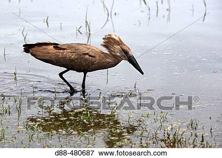 Stock Photo - Hammerkop. Scopus umbretta. Awasa. Ethiopia.. Fotosearch