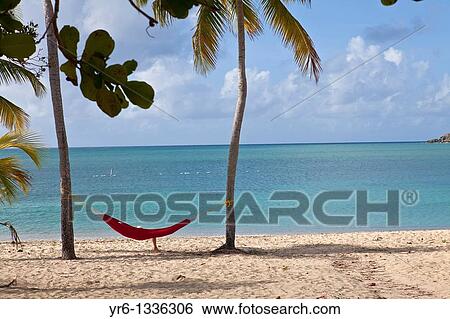 Stock Photograph - Hammock on coconut palms Sunbay beach in Vieques Island, Puerto Rico. Fotosearch