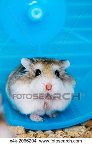 hamster. View Large Photo Image Picture - hamster.. Fotosearch