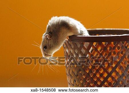 hamster View Large Photo Image Stock Photo - hamster. Fotosearch
