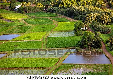 Hanalei Valley and Taro Fields on Kauai, Hawaii, USA View Large Photo Image Stock Photograph - Hanalei Valley and Taro Fields on Kauai, Hawaii, USA. Fotosearch