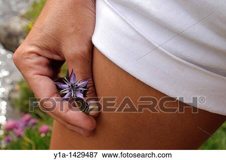 Hand and leg with Blue Felwort flower Swertia perennis in the Pyrenees. El Serrat, Andorra. View Large Photo Image Stock Photo - Hand and leg with Blue Felwort flower Swertia perennis in the Pyrenees. El Serrat, Andorra.. Fotosearch