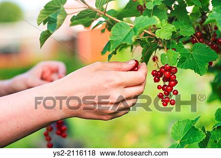 Hand and redcurrants on bush. Woman picking berrier in garden. View Large Photo Image Stock Photo - Hand and redcurrants on bush. Woman picking berrier in garden.. Fotosearch