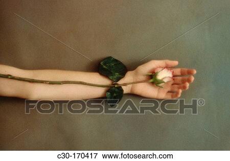 Hand gently holds a rose View Large Photo Image Stock Photo - Hand gently holds a rose. Fotosearch