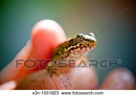 Stock Image - Hand holding a frog. Fotosearch