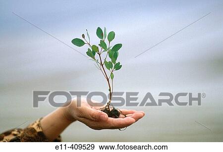 Hand holding a small eucalyptus tree View Large Photo Image Stock Photo - Hand holding a small eucalyptus tree. Fotosearch