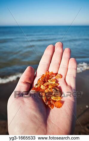 Stock Image - Hand holding amber found on beach with Baltic sea in background, Curonian Spit, Lithuania. Fotosearch