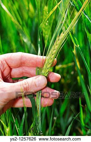 Hand holding Barley Hordeum vulgare,? stergotland, Sweden View Large Photo Image Stock Photograph - Hand holding Barley Hordeum vulgare,? stergotland, Sweden. Fotosearch
