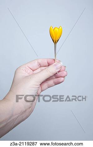 Stock Photo - Hand holding Dutch spring crocus.. Fotosearch