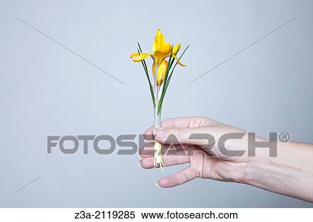 Stock Photography - Hand holding Dutch spring crocus.. Fotosearch