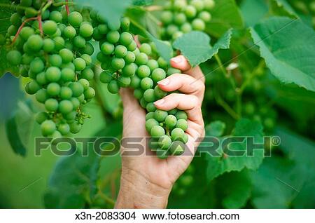 Picture - Hand holding grape bunch, Northeast Pennsylvania USA. Fotosearch