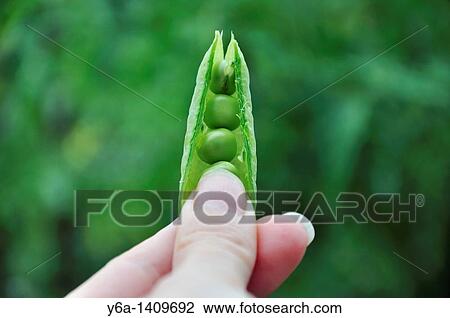 Hand holding green peas View Large Photo Image Stock Image - Hand holding green peas. Fotosearch