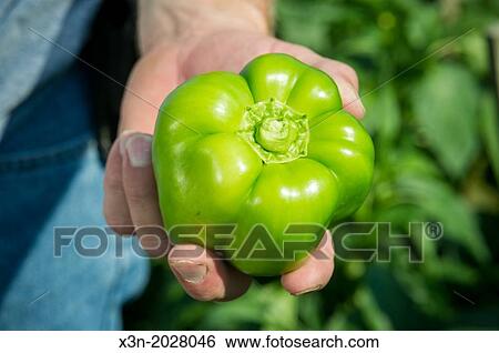 Hand holding green pepper. View Large Photo Image Stock Photograph - Hand holding green pepper.. Fotosearch
