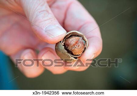 Stock Photograph - Hand holding hazelnuts in hazelnut plantation in Temuco, Chile.. Fotosearch