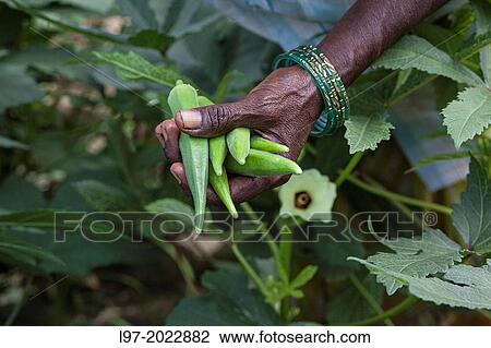 Hand holding Okra (lady fingers) being harvested, India. View Large Photo Image Stock Image - Hand holding Okra (lady fingers) being harvested, India.. Fotosearch