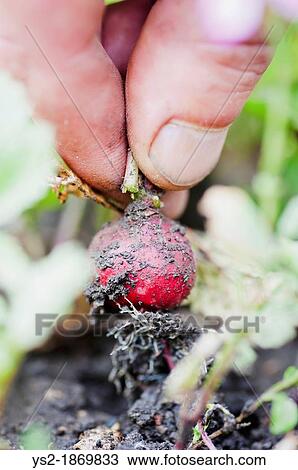 Hand holding organic grown small earthy radish View Large Photo Image Stock Image - Hand holding organic grown small earthy radish. Fotosearch
