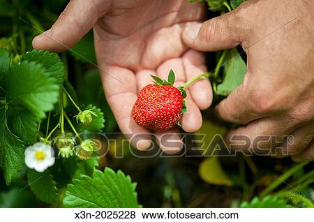 Hand Holding Strawberry. Biglersville Pennsylvania USA View Large Photo Image Stock Photo - Hand Holding Strawberry. Biglersville Pennsylvania USA. Fotosearch