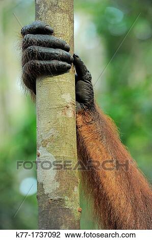 Hand of an Orang Utan Pongo pygmaeus, Tanjung Puting National Park, Province Kalimantan, Borneo, Indonesia View Large Photo Image Stock Image - Hand of an Orang Utan Pongo pygmaeus, Tanjung Puting National Park, Province Kalimantan, Borneo, Indonesia. Fotosearch
