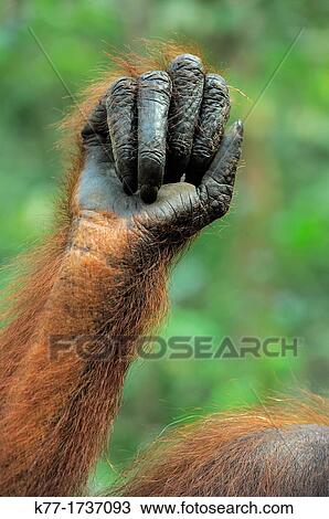 Hand of an Orang Utan Pongo pygmaeus, Tanjung Puting National Park, Province Kalimantan, Borneo, Indonesia View Large Photo Image Stock Image - Hand of an Orang Utan Pongo pygmaeus, Tanjung Puting National Park, Province Kalimantan, Borneo, Indonesia. Fotosearch