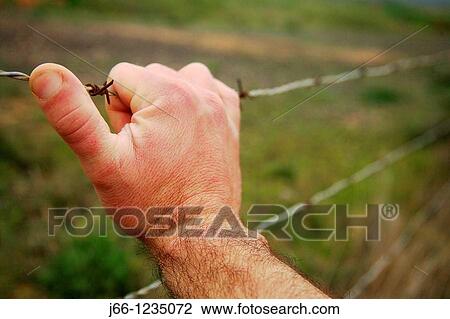 Hand on barbed wire View Large Photo Image Stock Image - Hand on barbed wire. Fotosearch