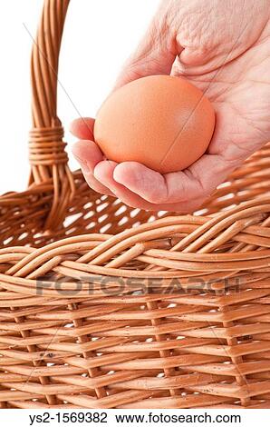 Stock Image - Hand placing a brown egg in a basket. Fotosearch
