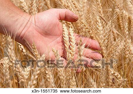 Stock Photography - Hand running through wheat crop. Fotosearch