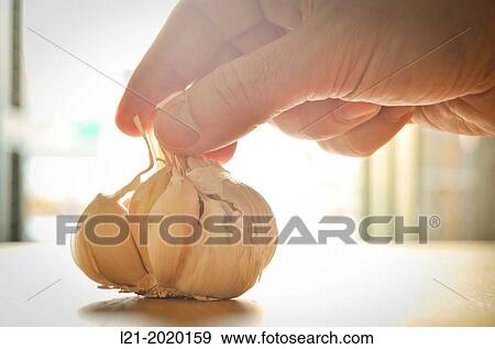Stock Photo - Hand taking a garlic.. Fotosearch