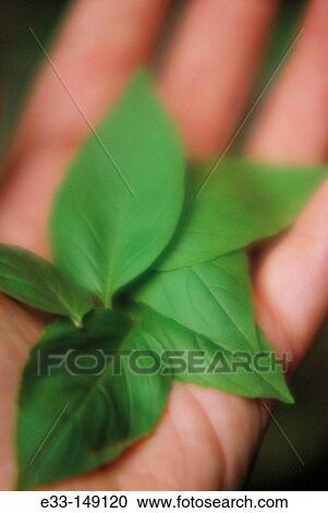 Hand with basil leaves View Large Photo Image Stock Image - Hand with basil leaves. Fotosearch