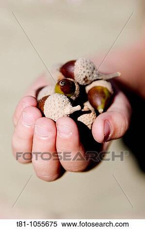 Stock Photography - handful of acorns. Fotosearch