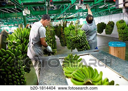 Handling and packaging of bananas, San Andres y Sauces, La Palma, Canary Island, Spain. View Large Photo Image Picture - Handling and packaging of bananas, San Andres y Sauces, La Palma, Canary Island, Spain.. Fotosearch