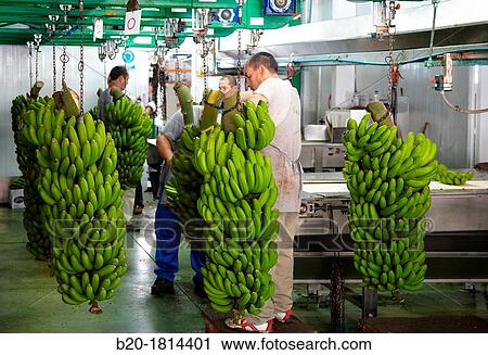 Handling and packaging of bananas, San Andres y Sauces, La Palma, Canary Island, Spain. View Large Photo Image Stock Image - Handling and packaging of bananas, San Andres y Sauces, La Palma, Canary Island, Spain.. Fotosearch