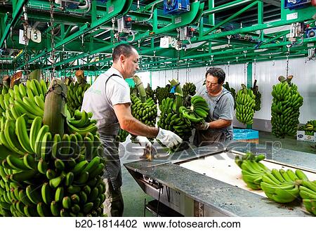 Stock Image - Handling and packaging of bananas, San Andres y Sauces, La Palma, Canary Island, Spain.. Fotosearch
