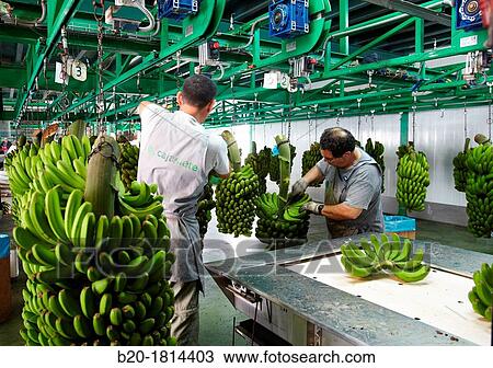 Handling and packaging of bananas, San Andres y Sauces, La Palma, Canary Island, Spain. View Large Photo Image Stock Image - Handling and packaging of bananas, San Andres y Sauces, La Palma, Canary Island, Spain.. Fotosearch