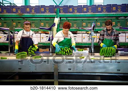 Stock Image - Handling and packaging of bananas, San Andres y Sauces, La Palma, Canary Island, Spain.. Fotosearch