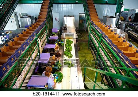Handling and packaging of bananas, San Andres y Sauces, La Palma, Canary Island, Spain. View Large Photo Image Stock Image - Handling and packaging of bananas, San Andres y Sauces, La Palma, Canary Island, Spain.. Fotosearch