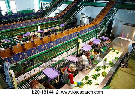 Stock Image - Handling and packaging of bananas, San Andres y Sauces, La Palma, Canary Island, Spain.. Fotosearch