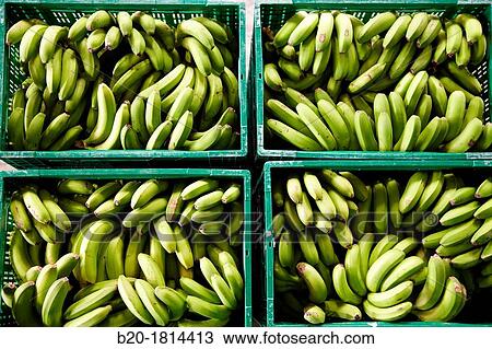 Handling and packaging of bananas, San Andres y Sauces, La Palma, Canary Island, Spain. View Large Photo Image Stock Image - Handling and packaging of bananas, San Andres y Sauces, La Palma, Canary Island, Spain.. Fotosearch
