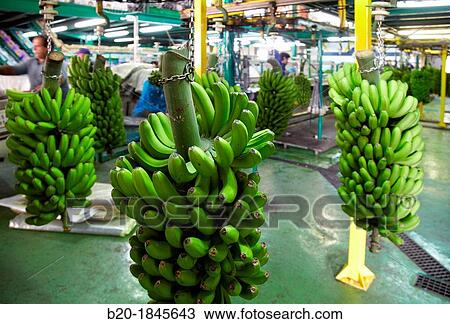 Handling and packaging of bananas, San Andres y Sauces, La Palma, Canary Island, Spain. View Large Photo Image Stock Image - Handling and packaging of bananas, San Andres y Sauces, La Palma, Canary Island, Spain.. Fotosearch