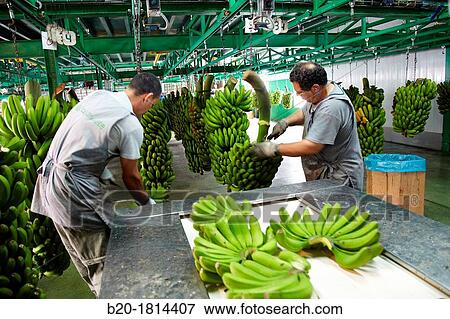 Handling and packaging of bananas, San Andres y Sauces, La Palma, Canary Island, Spain. View Large Photo Image Stock Photo - Handling and packaging of bananas, San Andres y Sauces, La Palma, Canary Island, Spain.. Fotosearch