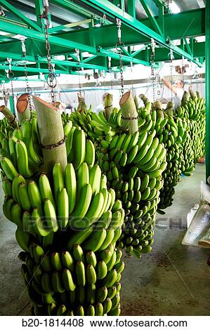 Handling and packaging of bananas, San Andres y Sauces, La Palma, Canary Island, Spain. View Large Photo Image Stock Photo - Handling and packaging of bananas, San Andres y Sauces, La Palma, Canary Island, Spain.. Fotosearch